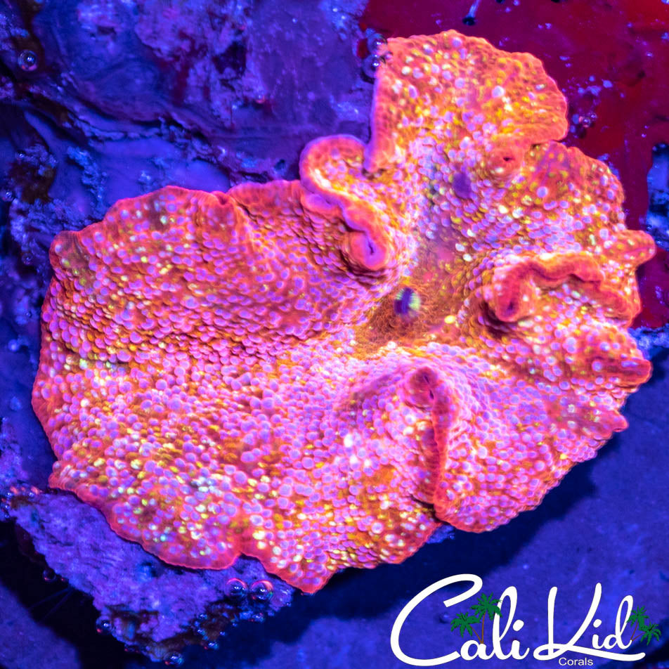 Rare Large Rainbow Disco Shroom