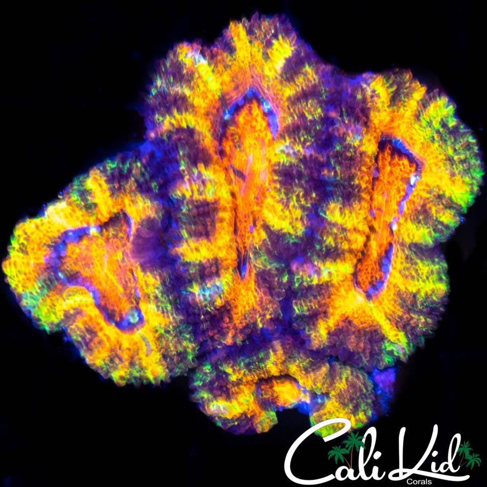 Rainbow Acan Quad