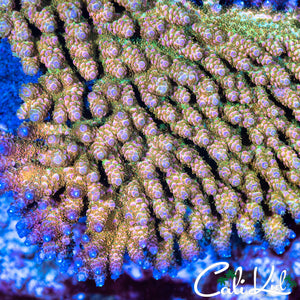 Solomon Island Kelly's Table