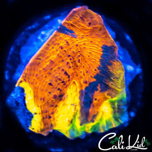 CK Rainbow Bomb Chalice