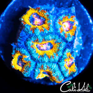 Ultra Rainbow Acan Mini Colony