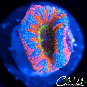 CK Shock Tart Acan