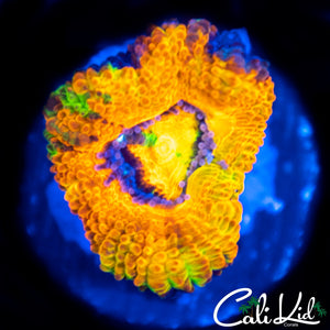 Green Stripe Ultra Acan