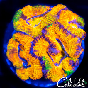Green Stripe Ultra Acan Mini Colony