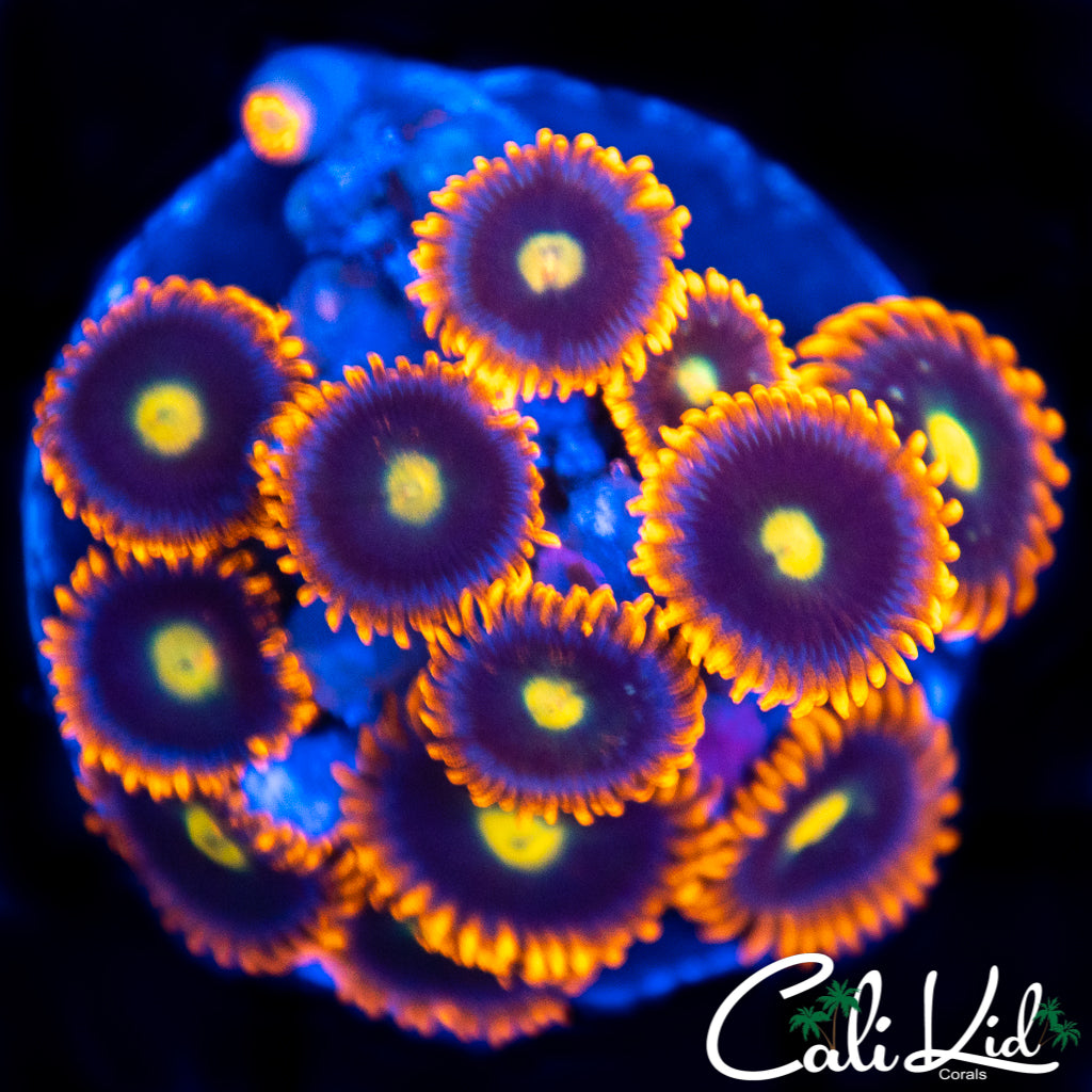CK Venus Zoa Mini Colony