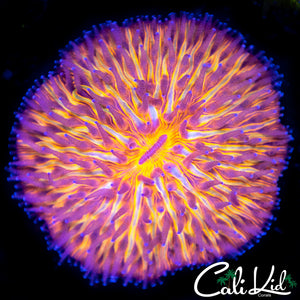 Rainbow Fungia