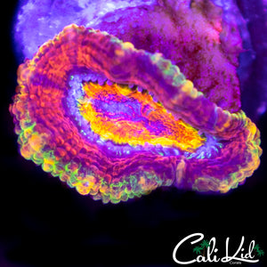 Insane Rainbow Acan