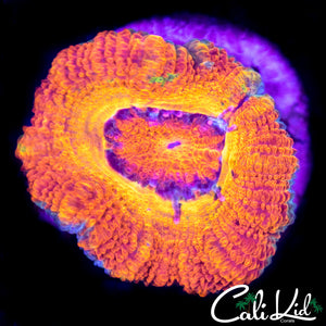 Rare Rainbow Acan
