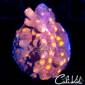 Ultra Branching Cyphastrea