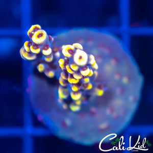 Ultra Red Polyp Acro