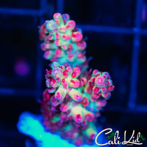 Strawberry Shortcake