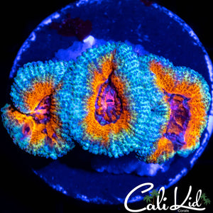 Rainbow Acan Triple