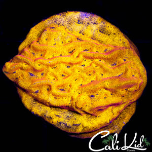 Creamsicle Leptoseris