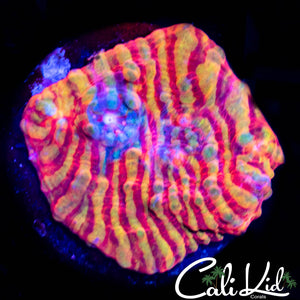 CK Pink Convict Chalice