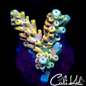 Ultra Red Polyp Acro