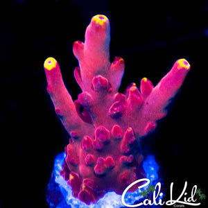 JF Fox Flame