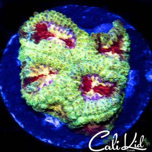 Red Eye Favia