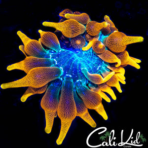 Colorado Sunburst Nem