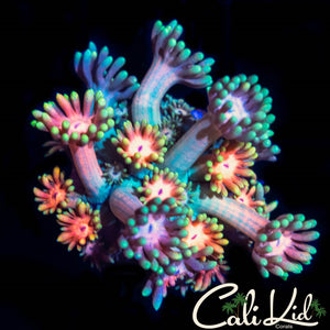 Pastel Rainbow Goni