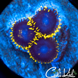 Unknown Zoa Triple