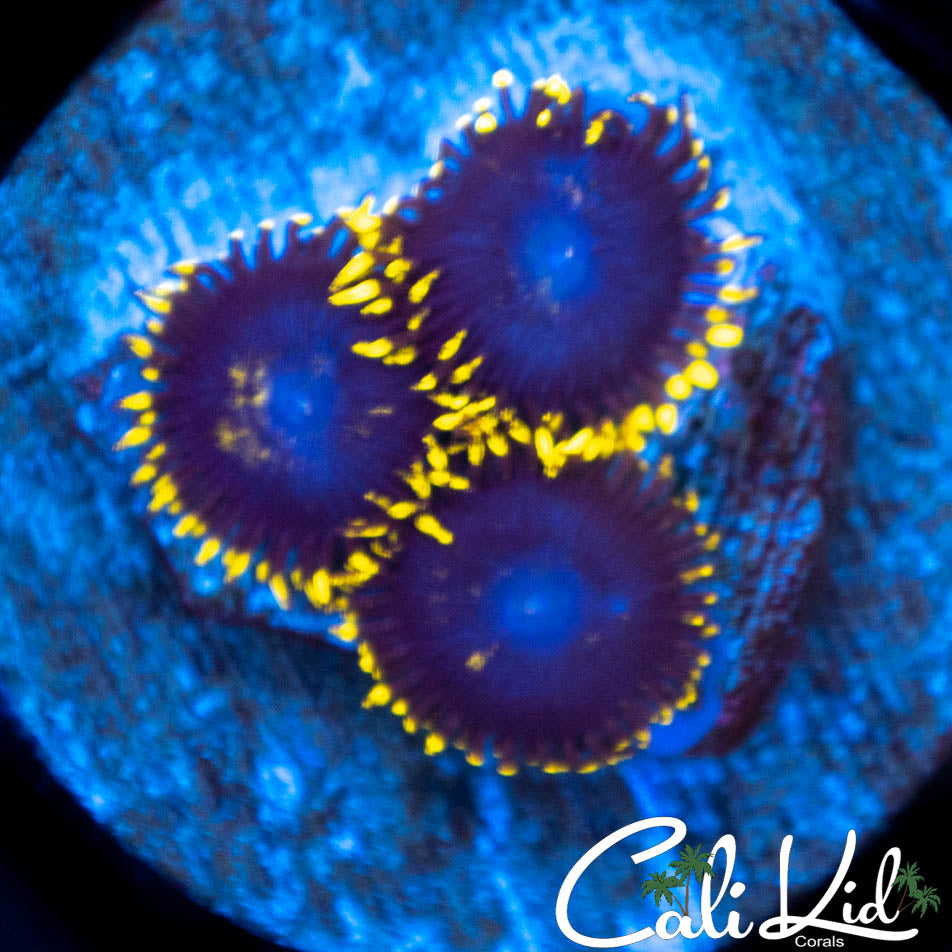 Unknown Zoa Triple