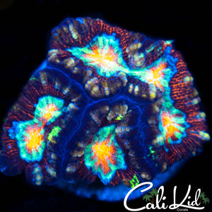 Xtreme Rainbow Wilsoni