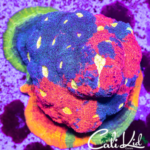 Cali Kid M5 Chalice