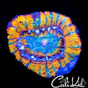 CK Pineapple Xpress Acan