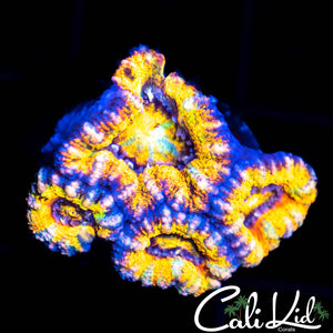 Ultra Acan Quad