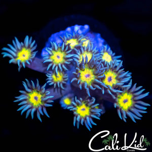 CK Sunflower Goni