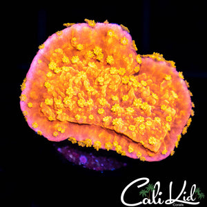 CK Starburst Moni