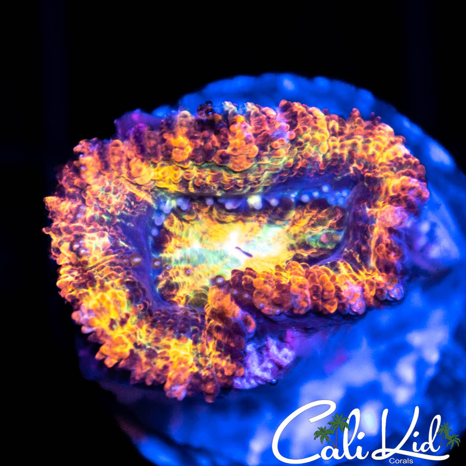 Rare Rainbow Acan Morph