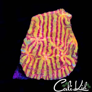 CK Pink Convict Chalice
