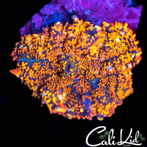 Rainbow Rhodactis w/ White Nodules