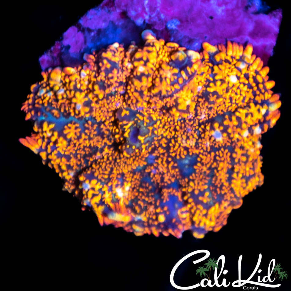 Rainbow Rhodactis w/ White Nodules