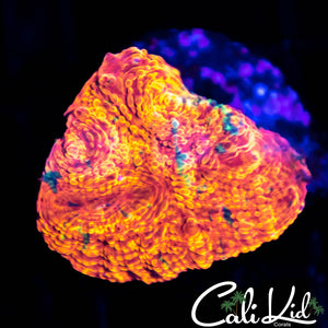 CK Sunkist Chalice