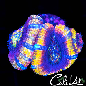 Ultra Rainbow Acan Triple