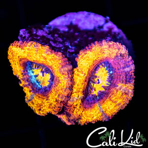 Rainbow Acan Triple