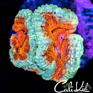 Rare Asian Acan Double