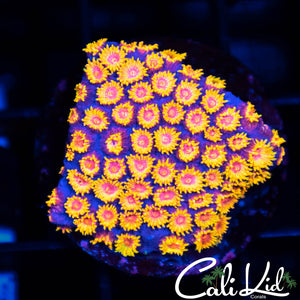 WWC Bizarro Cyphastrea
