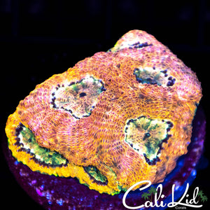 Rainbow Rim Echinata
