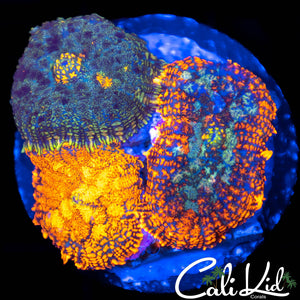 Rainbow Rhodactis Triple