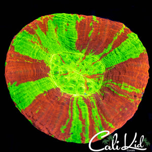 Xtreme Super Bright  Bleeding Apple Scoly