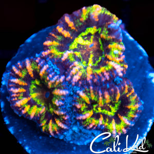 Ultra Rainbow Acan Triple