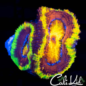 CK Rainbow Blossom Double