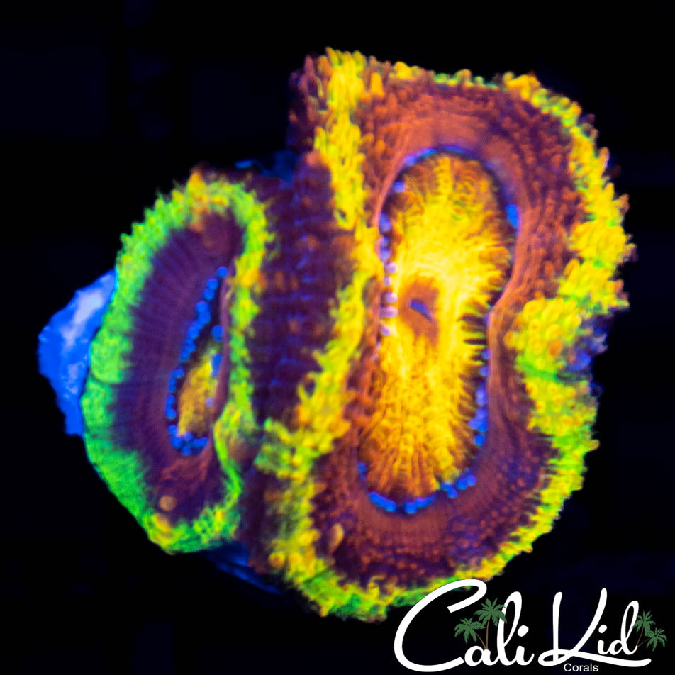 CK Rainbow Blossom Double