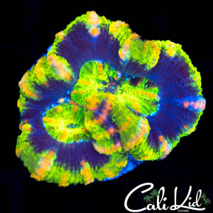 Rare XL Acan Lord