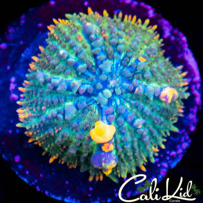 CK Pangea Bounce