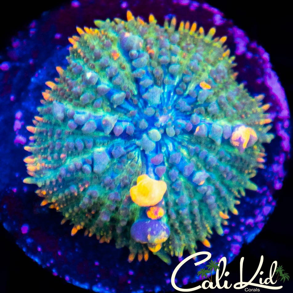 CK Pangea Bounce