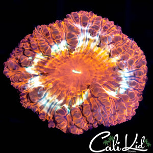 Large Indo Gold Rim Blasto